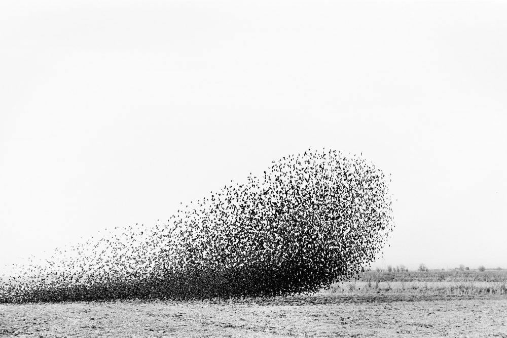 Lukas Felzmann, Swarm, no.92-23, 2011.  Collection Huis Marseille, Amsterdam