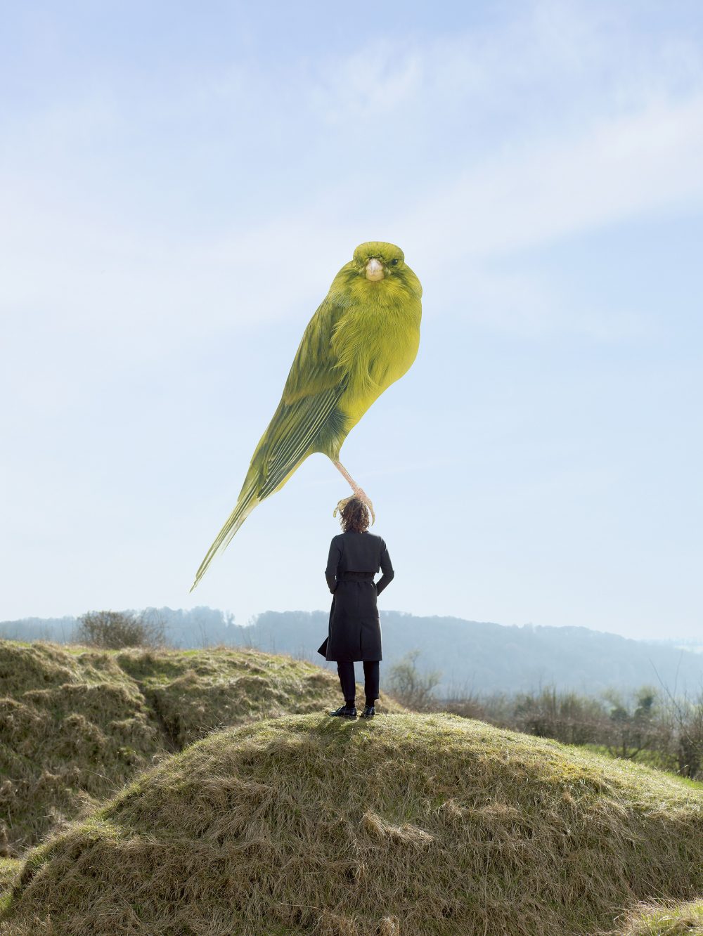 Jaap Scheeren, What Moves (bird: courtesy of Luke Stephenson), 2017