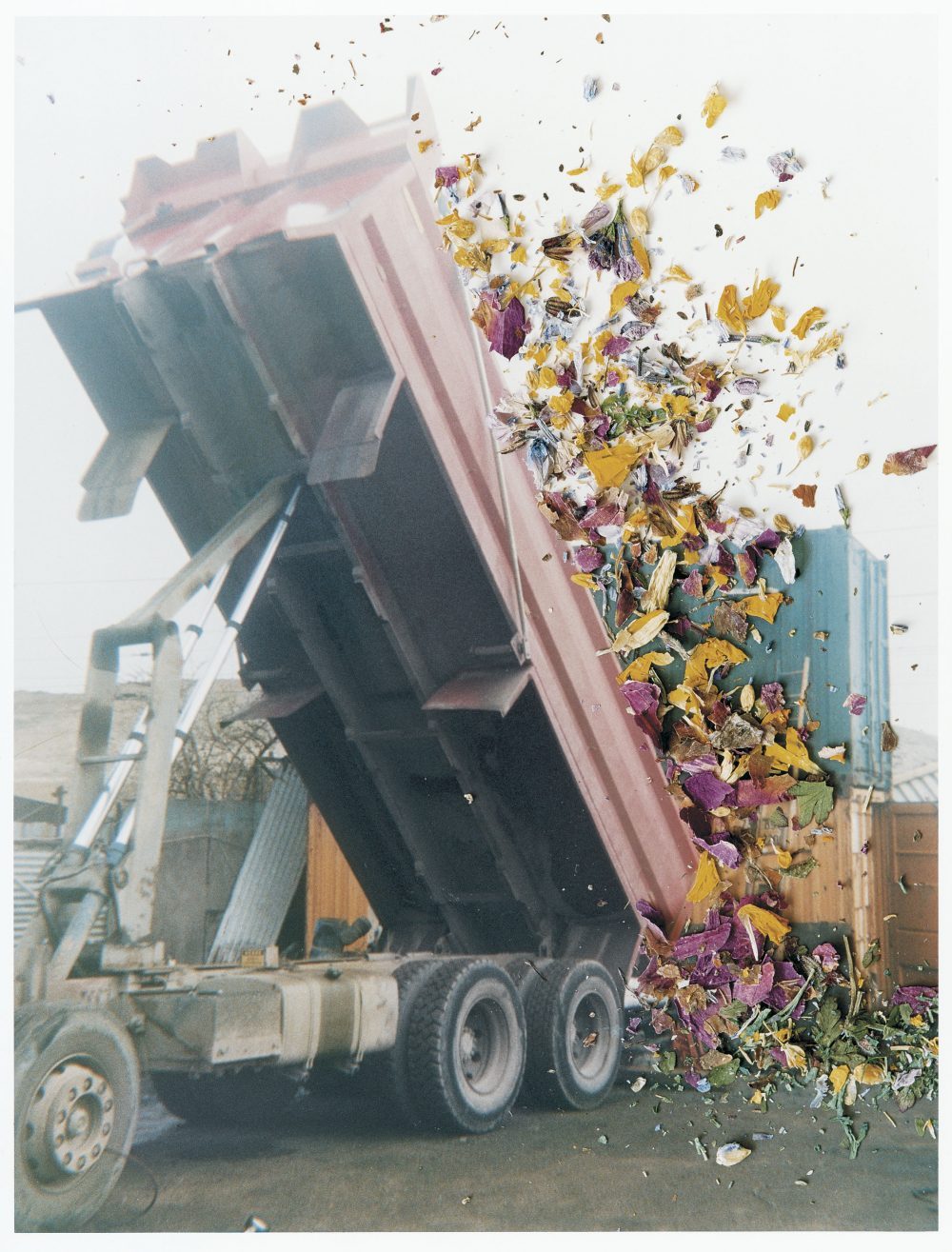 Stephen Gill, de la série Hackney Flowers, 2004-2007. Courtesy of Christophe Guye Galerie