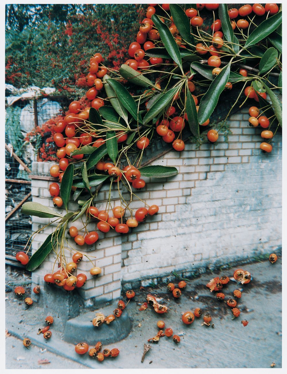 Stephen Gill, de la série Hackney Flowers, 2004-2007. Courtesy of Christophe Guye Galerie