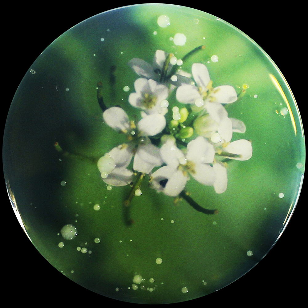 Photographie issue de l'atelier à l'épreuve de la terre 1