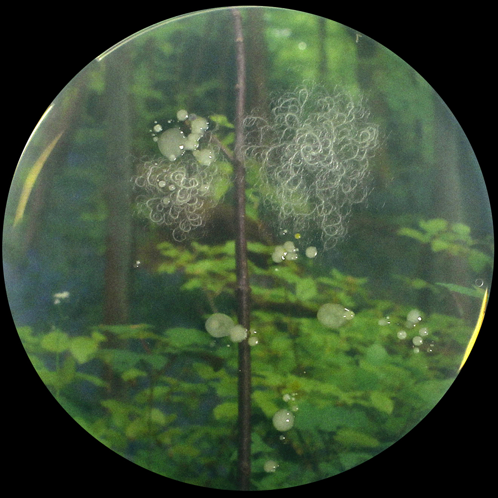 Photographie issue de l'atelier à l'épreuve de la terre 10