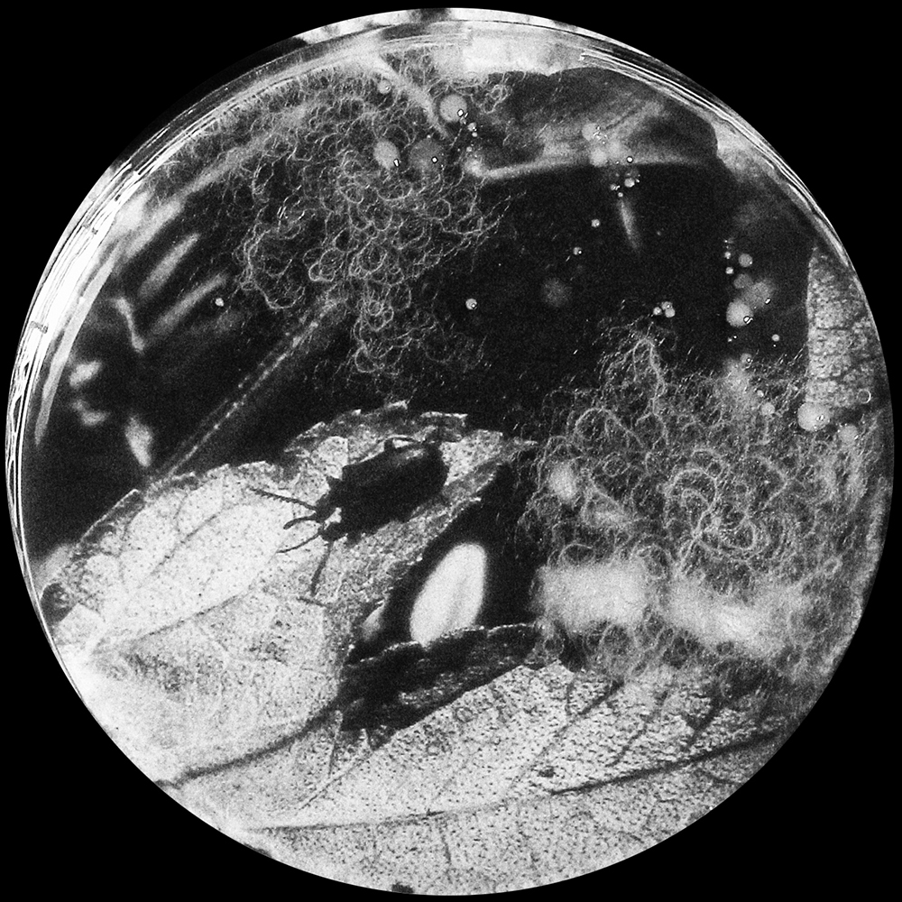 Photographie issue de l'atelier à l'épreuve de la terre 4
