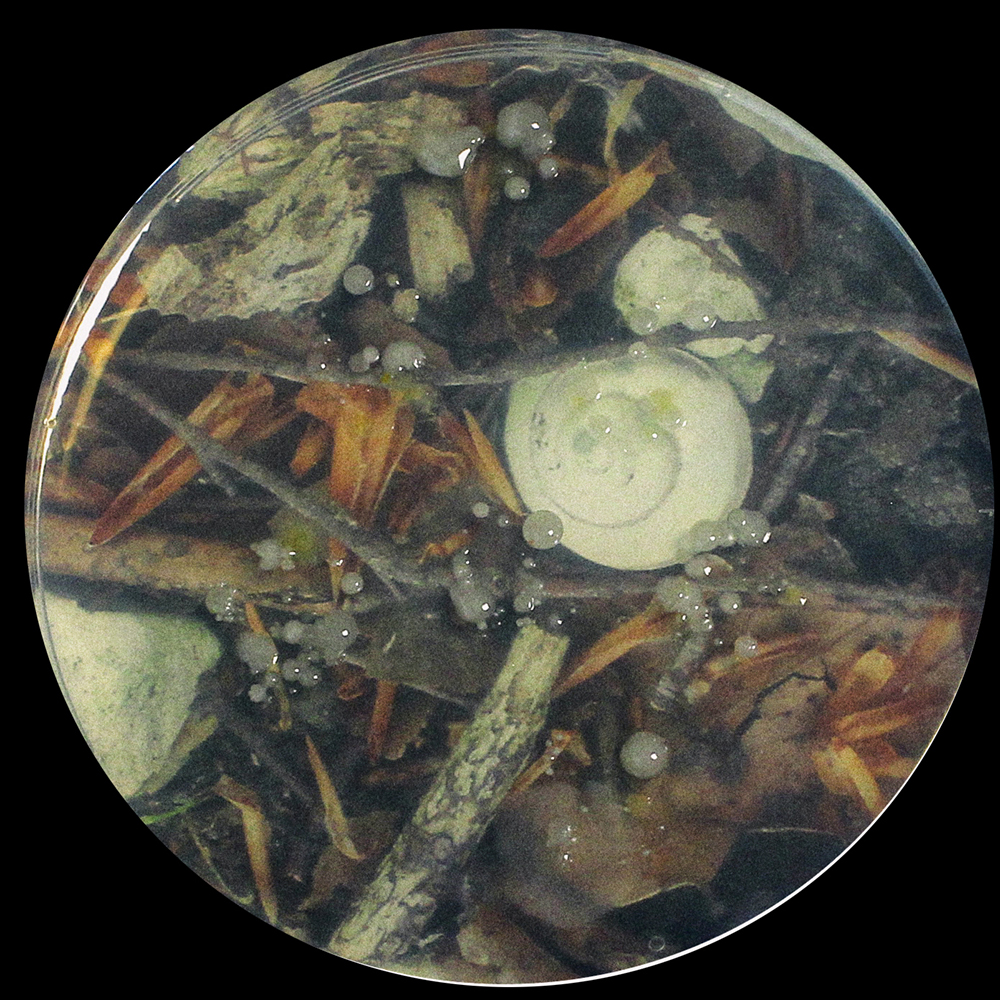 Photographie issue de l'atelier à l'épreuve de la terre 6