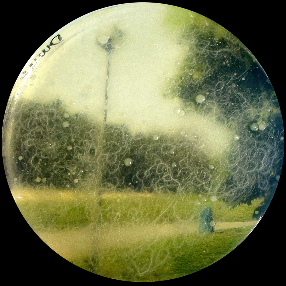 Photographie issue de l'atelier à l'épreuve de la terre 8