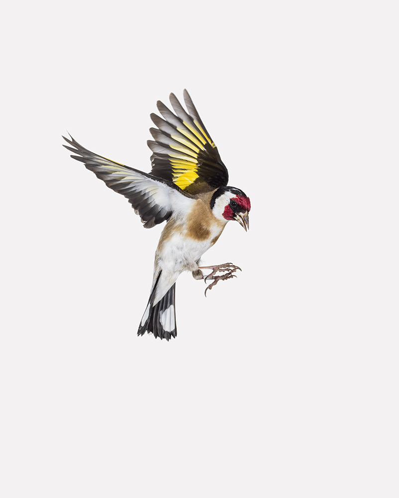 Sanna Kannisto, Carduelis carduelis, 2019. Courtoisie de l’artiste et galerie La Ferronnerie, Paris.