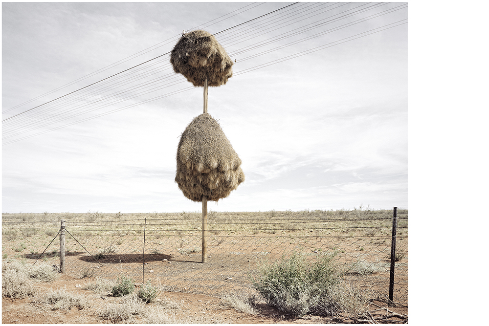 Dillon Marsh, Assimilation 10, 2010. Courtoisie de l'artiste.