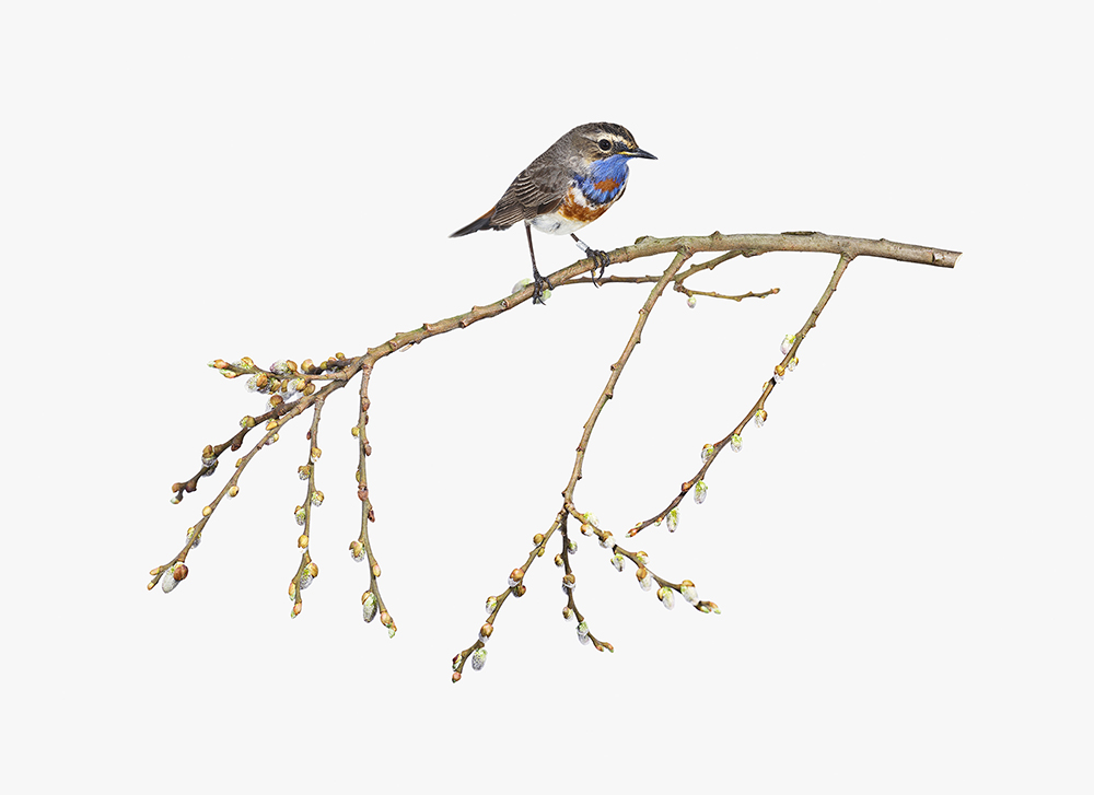 Sanna Kannisto, Luscinia svecica, 2018 Courtoisie de l’artiste et de la galerie La Ferronnerie