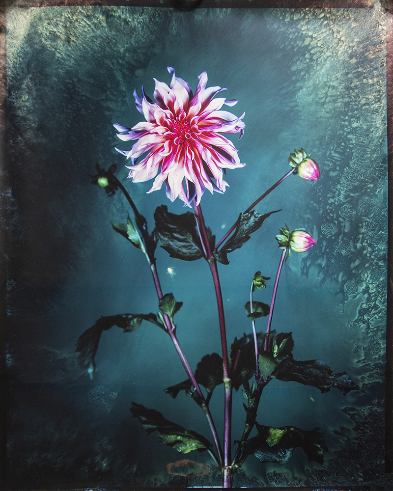BARRY Brendan, Labyrinth dahlia, 2022