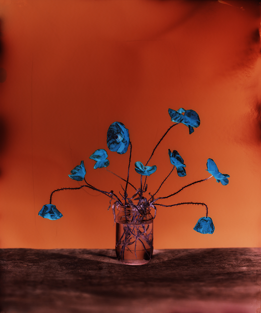 BARRY Brendon, Common poppy, 2020