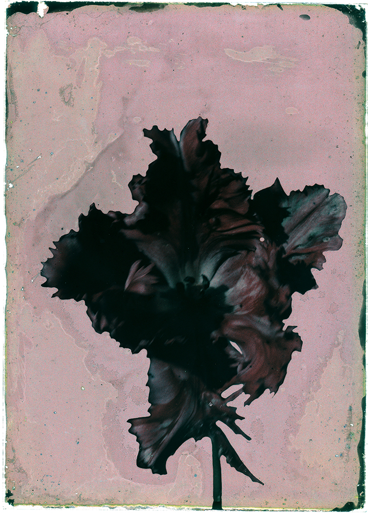 BLOK Leendert, Tulipe Perriquet noir, Pays-Bas, vers 1927