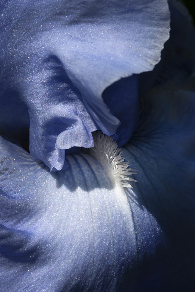 DIEDERIX Elsepth, Blue iris, 2021