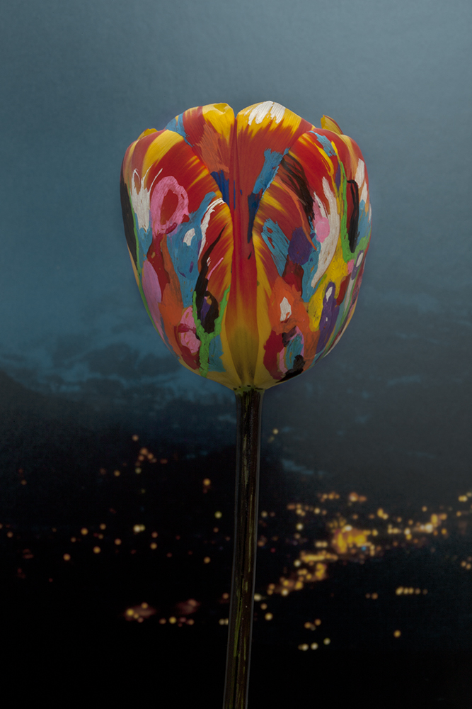 DIEDERIX Elsepth, Tulipa for UMCU, 2015
