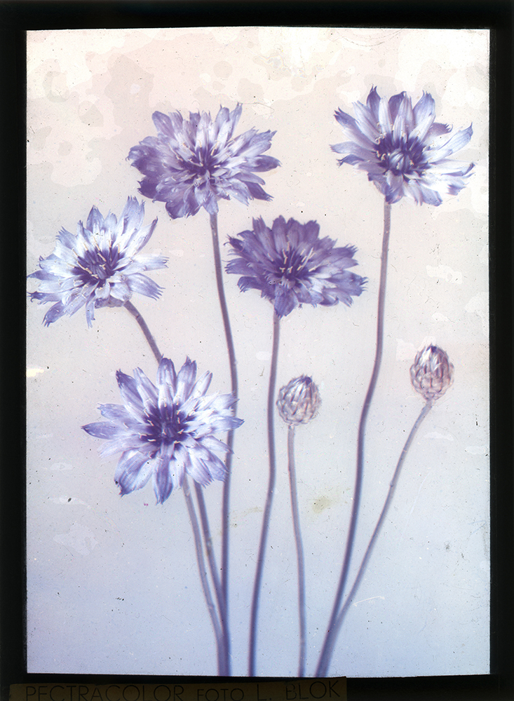 BLOK Leendert, Bleuet à bourgeons (Centaurea cyanus), vers 1930