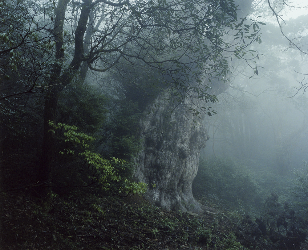 TAKAGI Yasuyuki, petite foret, 2011. Les Sentinelles Centre photographique Rouen Normandie