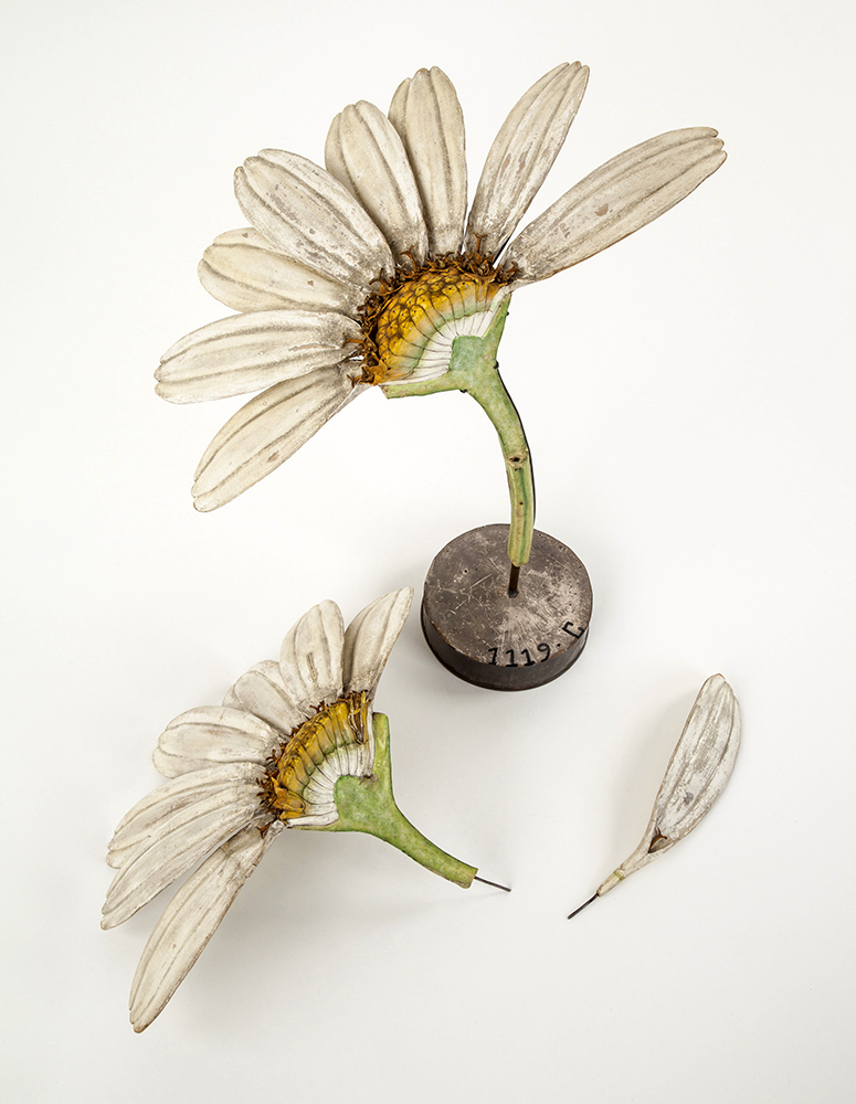 Auzoux, Fleur de chrysantheme, materiel didactique, 1877. Rouen, musee national de l’Education FORMER L'HYPOTHESE Laurent Millet Centre photographique Rouen Normandie