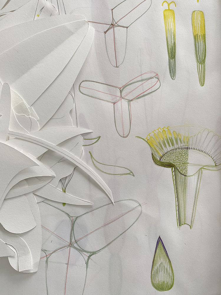 Agnes Frege, recherche pour le projet Fine Fleur