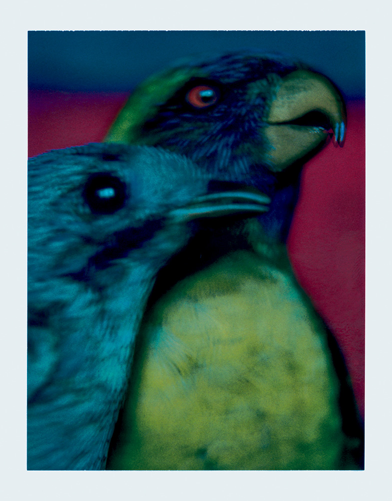 Sarah Moon - Cotinga du Pérou et Trichoglossus du Timor, 2000 © Sarah Moon : ADAGP, 2026 Centre photographique Rouen Normandie