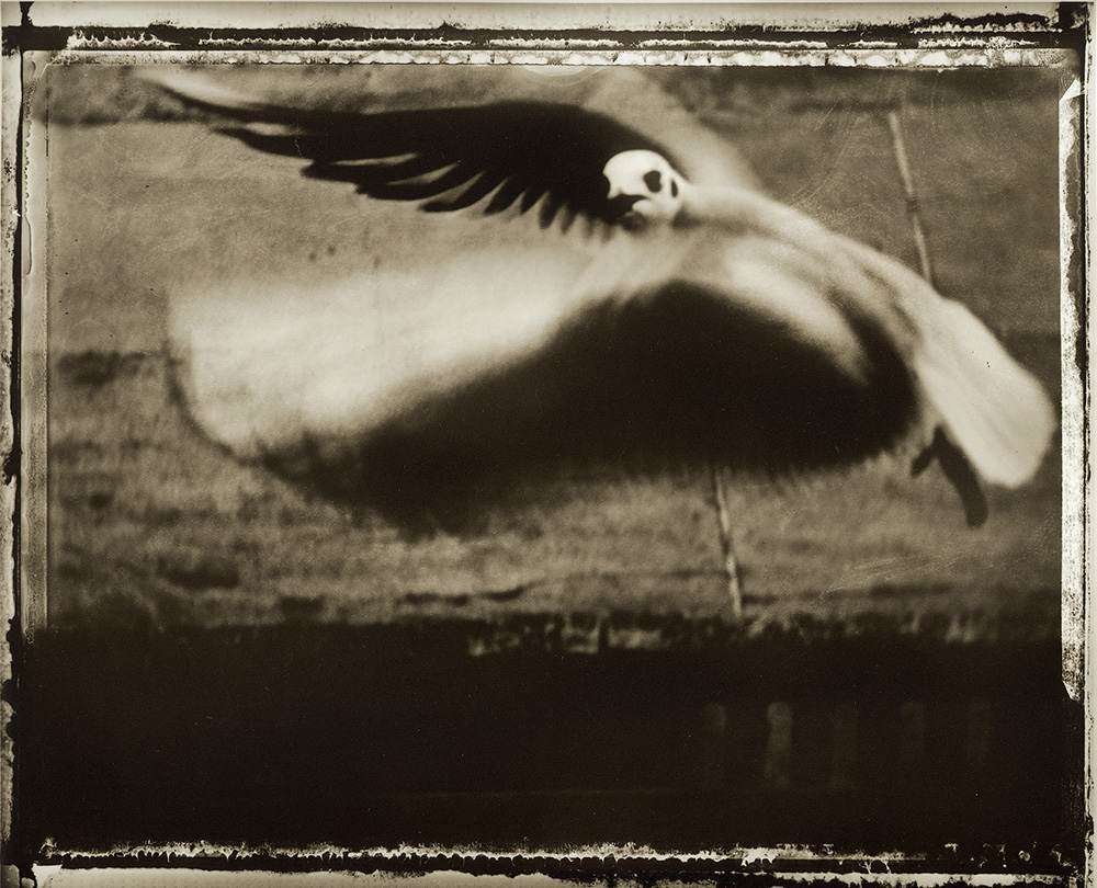 Sarah Moon - La mouette, 1998 © Sarah Moon : ADAGP, 2026 Centre photographique Rouen Normandie