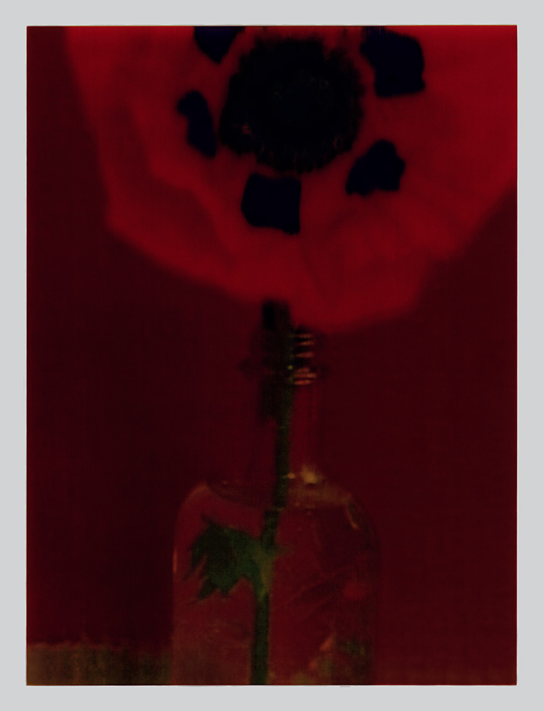 Sarah Moon - Le Pavot, 1997 © Sarah Moon : ADAGP, 2026 Centre photographique Rouen Normandie