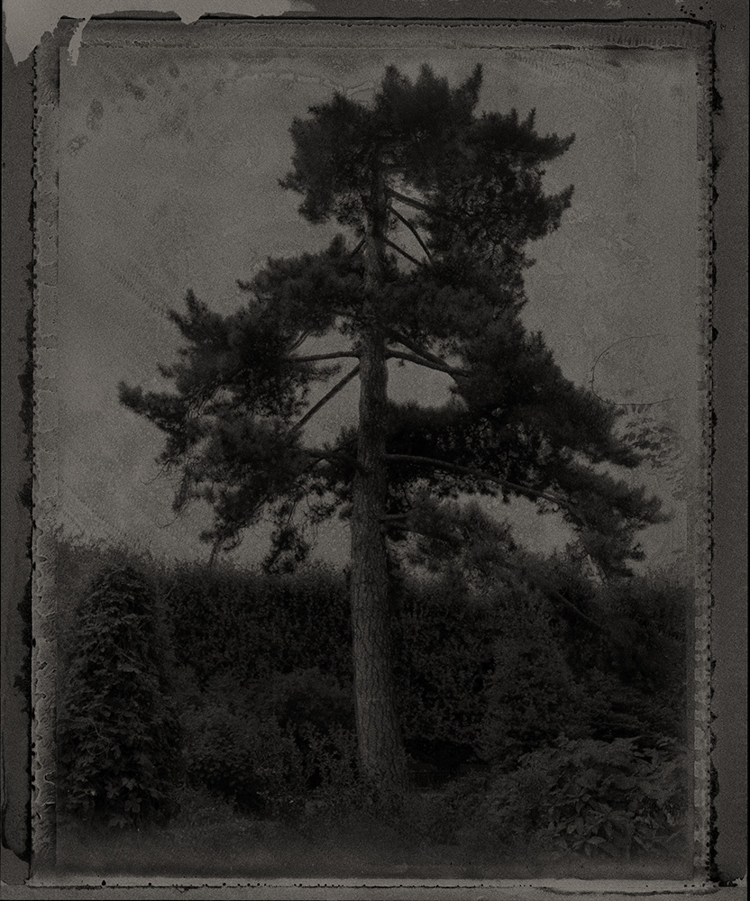 Sarah Moon - Le pin du jardin botanique, 2013 © Sarah Moon : ADAGP, 2026 Centre photographique Rouen Normandie