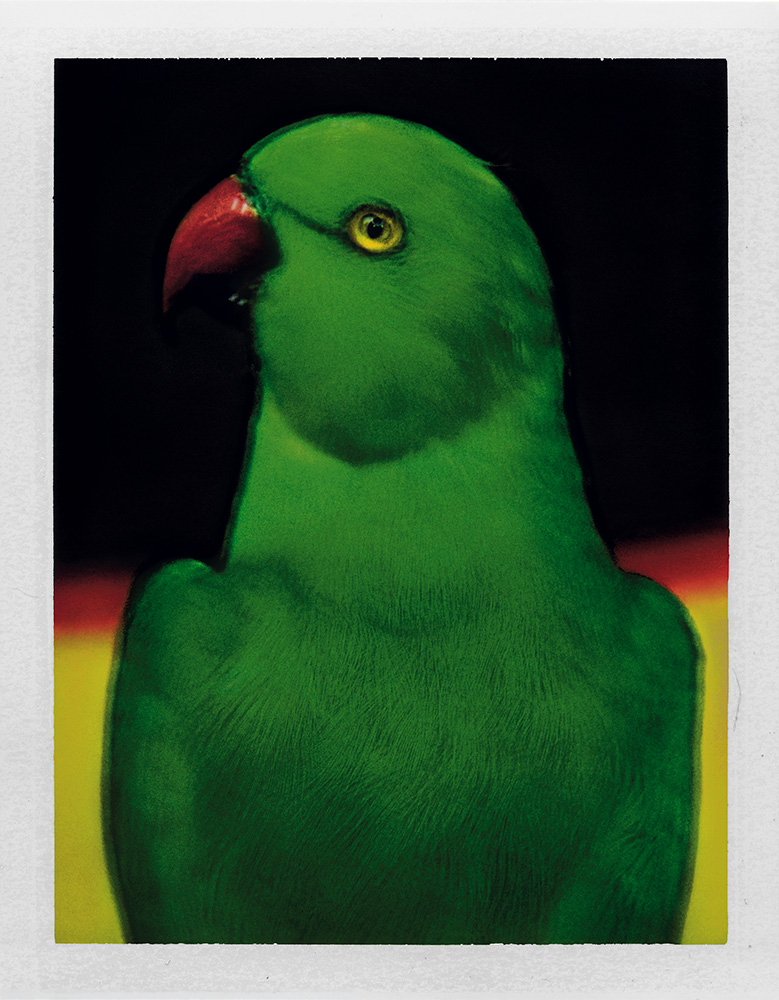 Sarah Moon - L'oiseau 1, 2000 © Sarah Moon : ADAGP, 2026 Centre photographique Rouen Normandie