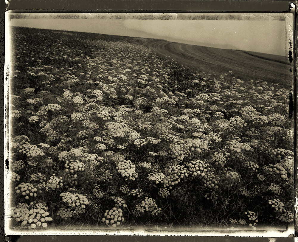 Sarah Moon - Ombellifères, 1993 © Sarah Moon : ADAGP, 2026 Centre photographique Rouen Normandie
