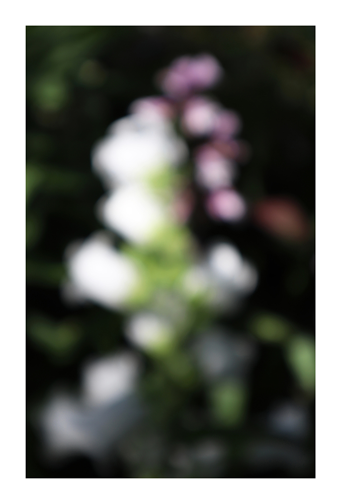 GARNIER_Marc Antoine_Flowers (n°2) (118 x 80 cm)_2022