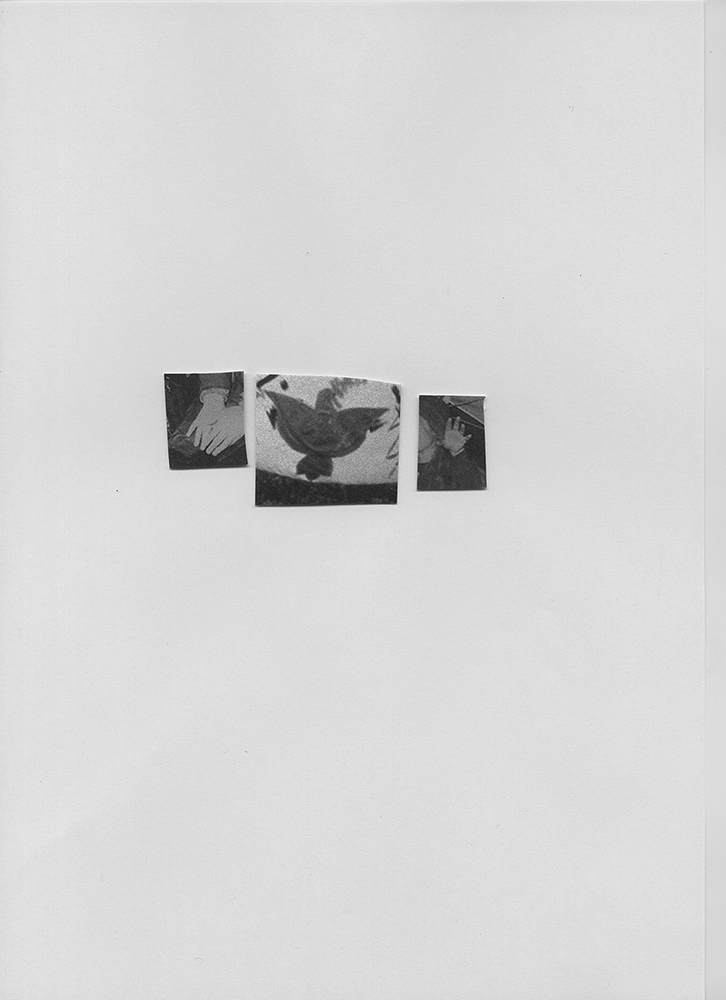 Pauline Hisbacq. Extrait du projet Songs for women and birds5