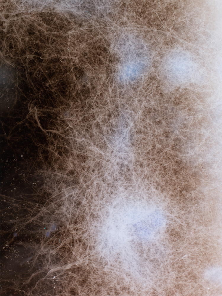 Les Ombres de nos constellations, bacteries,